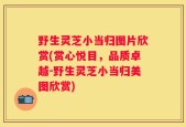 野生灵芝小当归图片欣赏(赏心悦目，品质卓越－野生灵芝小当归美图欣赏)
