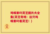 鸡嘴里叼灵芝图片大全集(灵芝奇观：这只鸡嘴里叼着灵芝！)