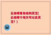 云南哪里有收购灵芝(云南哪个地方可以卖灵芝？)