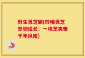 野生灵芝硬(珍稀灵芝坚韧成长：一块芝夹带千年风雨)