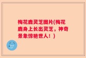 梅花鹿灵芝图片(梅花鹿身上长出灵芝，神奇景象惊艳世人！)