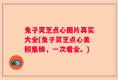 兔子灵芝点心图片真实大全(兔子灵芝点心美照集锦，一次看全。)