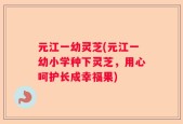 元江一幼灵芝(元江一幼小学种下灵芝，用心呵护长成幸福果)