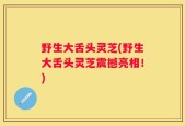 野生大舌头灵芝(野生大舌头灵芝震撼亮相！)