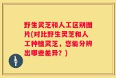 野生灵芝和人工区别图片(对比野生灵芝和人工种植灵芝，您能分辨出哪些差异？)