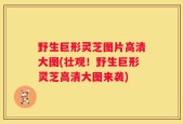 野生巨形灵芝图片高清大图(壮观！野生巨形灵芝高清大图来袭)