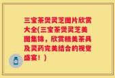 三宝茶煲灵芝图片欣赏大全(三宝茶煲灵芝美图集锦，欣赏精美茶具及灵药完美结合的视觉盛宴！)