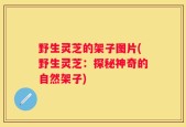 野生灵芝的架子图片(野生灵芝：探秘神奇的自然架子)