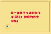 养一棵灵芝文案短句干净(灵芝：神奇的养生珍品)