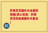 药用灵芝图片大全集欣赏图(赏心悦目：药用灵芝的绝美图片大集合)