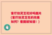 客厅放灵芝花好吗图片(客厅放灵芝花的效果如何？看图就知道！)