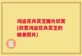 鸿运花卉灵芝图片欣赏(欣赏鸿运花卉灵芝的精美照片)