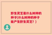野生灵芝是什么树种的种子(什么树种的种子能产生野生灵芝？)