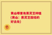 黄山哪里有黑灵芝种植(黄山：黑灵芝栽培的好去处)