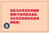 鱼缸沉木灵芝形状图解视频(学如何挑选鱼缸沉木灵芝形状的完美视频教程)