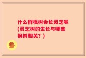 什么样枫树会长灵芝呢(灵芝树的生长与哪些枫树相关？)