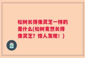 松树长得像灵芝一样的是什么(松树竟然长得像灵芝？惊人发现！)