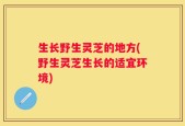 生长野生灵芝的地方(野生灵芝生长的适宜环境)