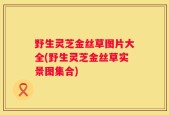 野生灵芝金丝草图片大全(野生灵芝金丝草实景图集合)
