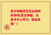 虎子种植灵芝怎么样啊好养吗(灵芝种植：从虎子手上学习，轻松养殖！)