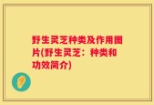 野生灵芝种类及作用图片(野生灵芝：种类和功效简介)