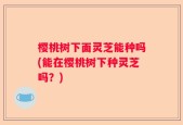樱桃树下面灵芝能种吗(能在樱桃树下种灵芝吗？)