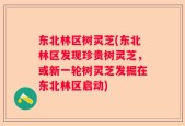 东北林区树灵芝(东北林区发现珍贵树灵芝，或新一轮树灵芝发掘在东北林区启动)