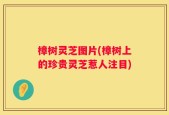 樟树灵芝图片(樟树上的珍贵灵芝惹人注目)