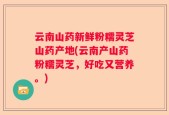 云南山药新鲜粉糯灵芝山药产地(云南产山药粉糯灵芝，好吃又营养。)
