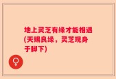 地上灵芝有缘才能相遇(天赐良缘，灵芝现身于脚下)