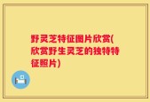 野灵芝特征图片欣赏(欣赏野生灵芝的独特特征照片)