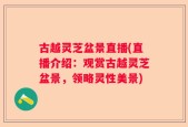 古越灵芝盆景直播(直播介绍：观赏古越灵芝盆景，领略灵性美景)