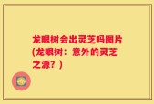 龙眼树会出灵芝吗图片(龙眼树：意外的灵芝之源？)