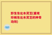 野生东北木灵芝(重现珍稀东北木灵芝的神奇功效)
