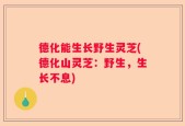 德化能生长野生灵芝(德化山灵芝：野生，生长不息)