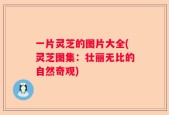 一片灵芝的图片大全(灵芝图集：壮丽无比的自然奇观)