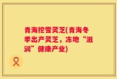 青海挖雪灵芝(青海冬季出产灵芝，冻地“滋润”健康产业)