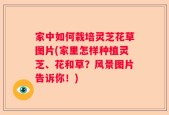 家中如何栽培灵芝花草图片(家里怎样种植灵芝、花和草？风景图片告诉你！)
