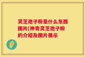 灵芝孢子粉是什么东西图片(神奇灵芝孢子粉的介绍及图片展示