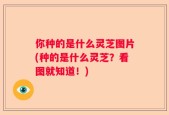 你种的是什么灵芝图片(种的是什么灵芝？看图就知道！)