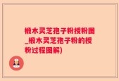 椴木灵芝孢子粉授粉图_椴木灵芝孢子粉的授粉过程图解)