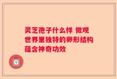 灵芝孢子什么样 微观世界里独特的卵形结构蕴含神奇功效