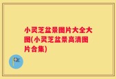 小灵芝盆景图片大全大图(小灵芝盆景高清图片合集)