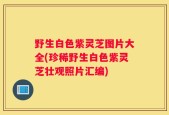 野生白色紫灵芝图片大全(珍稀野生白色紫灵芝壮观照片汇编)