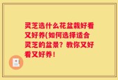 灵芝选什么花盆栽好看又好养(如何选择适合灵芝的盆景？教你又好看又好养！