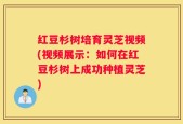 红豆杉树培育灵芝视频(视频展示：如何在红豆杉树上成功种植灵芝)