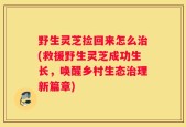 野生灵芝捡回来怎么治(救援野生灵芝成功生长，唤醒乡村生态治理新篇章)