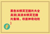 黑色长柄灵芝图片大全高清(高清长柄灵芝图片集锦，尽显神奇功效)