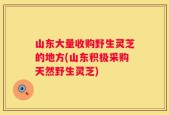 山东大量收购野生灵芝的地方(山东积极采购天然野生灵芝)