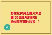 野生松树灵芝图片大全集(30张壮观的野生松树灵芝图片欣赏！)